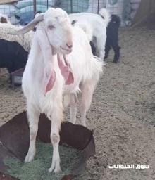 فحل تيس جرم انثي للبيع بالقصيم