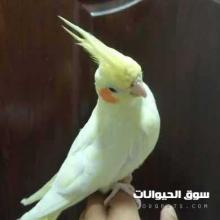للبيع كروان لاتينو بالاحساء