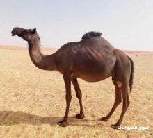 ناقة محلي للبيع بالرياض