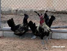 للبيع دجاج كويتي بالخرج