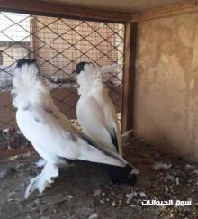زوج حمام مورهيد للبيع