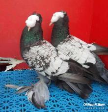 حمام زينة ساكسون للبيع في جدة