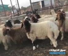 خرفان نعيمي للبيع في الرياض