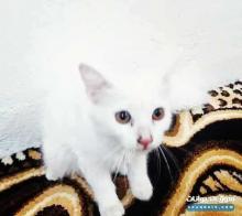 شيرازي انثي للبيع بدون اغراض