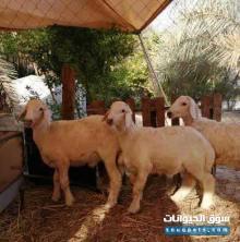 طليان خرفان للبيع بالعمران