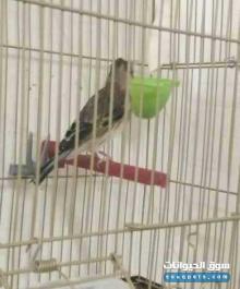 للبيع طير البندق