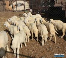 للبيع طليان وارخال بالمدينة