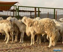 ضان حريات حرش للبيع