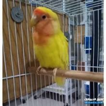 أنثى روز لاتينو