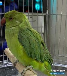 ببغاء دره للبيع عمر سنة