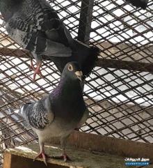 زواجل خوارج وفصايل معروفة للبيع