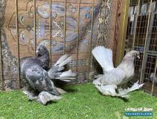 طبه مستوي فاخر للبيع