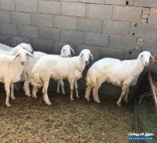 طليان بريه ذبايح للبيع
