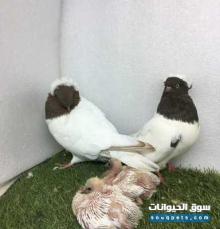 للبيع حمام سوداني فاخر