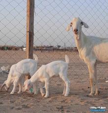للبيع عنز مصريه