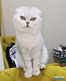 للبيع قطه سكوتش