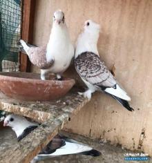 للبيع جوز حمام حب الرمان