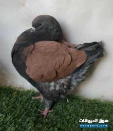 للبيع حمام طبه كنق