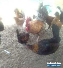 للبيع دجاج بياض بالدمام