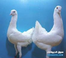 للبيع زوج حمام مالتيز فاخر