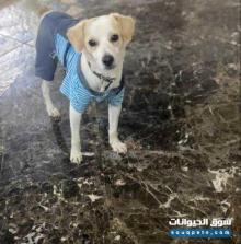 للبيع كلب جاك بيور