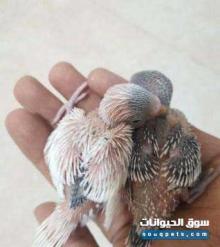 فروخ بادجي هولندي للبيع