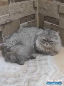 للبيع أنثى شيرازي بيور