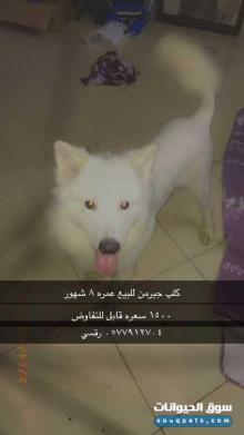 كلب جيرمن ذكر لون نادر عمره ٨ شهور