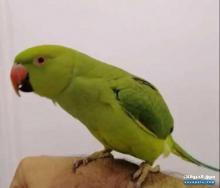 بغبغاء دره هندي انثى للبيع