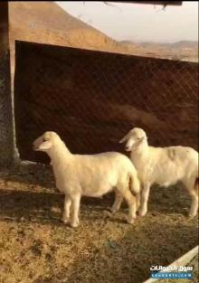 للبيع 2 رخال في بحره