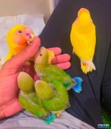 للبيع فروخ روز غر