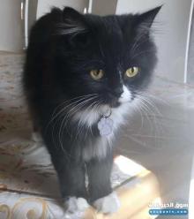 قطة شيرازية للتبني For Adoption In Riyadh