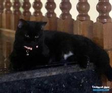قط ذكر للتبني في الرياض For Adoption In Riyadh
