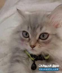 لعدم التفرغ قطط ذكور للبيع