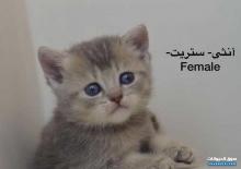 للبيع كيتن سكوتش فولد