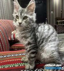 قطوة ماين كون للبيع