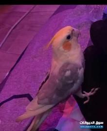 كروان ذكر أليف