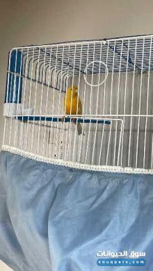 كناري ذكور مغرده حريقه جاهزه تزاوج