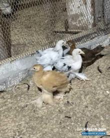 صوص مشكل للبيع