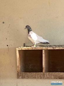 يوجد ثلاث حمامات للبيع