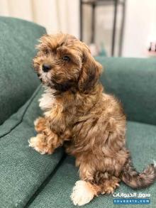 Shih poo dogs for sale كلاب شيبو للبيع
