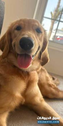 بيور جولدن رتريفر