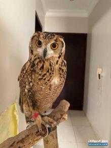 بومة أليفه للبيع