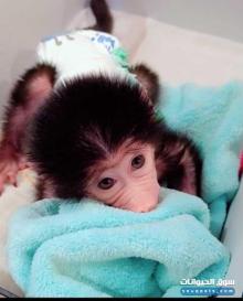 للبيع قرد صغير ذكر عمره تقريبا ثلاث اشهر ونص