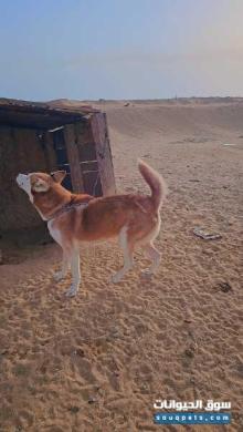 كلبه هاسكيه اليفه وجرم ولون