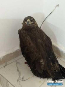 عقاب للبيع في الاردن