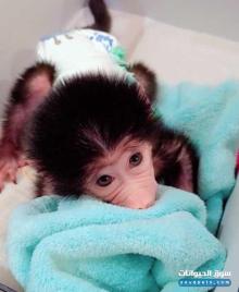 للبيع قرد صغير