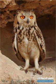 ابحث عن بومة نسرية