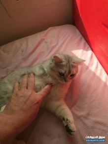 اثنان قطط سكوتش ذكر وأنثى سن ٨ أشهر