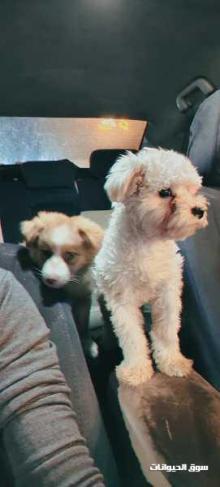 كلاب اليفة للبيع